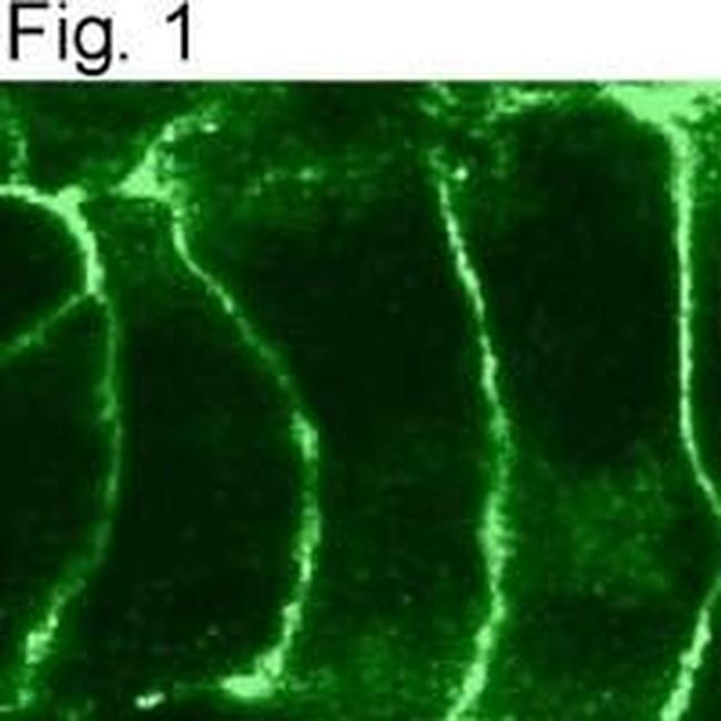 CNR2 Antibody in Immunocytochemistry (ICC/IF)