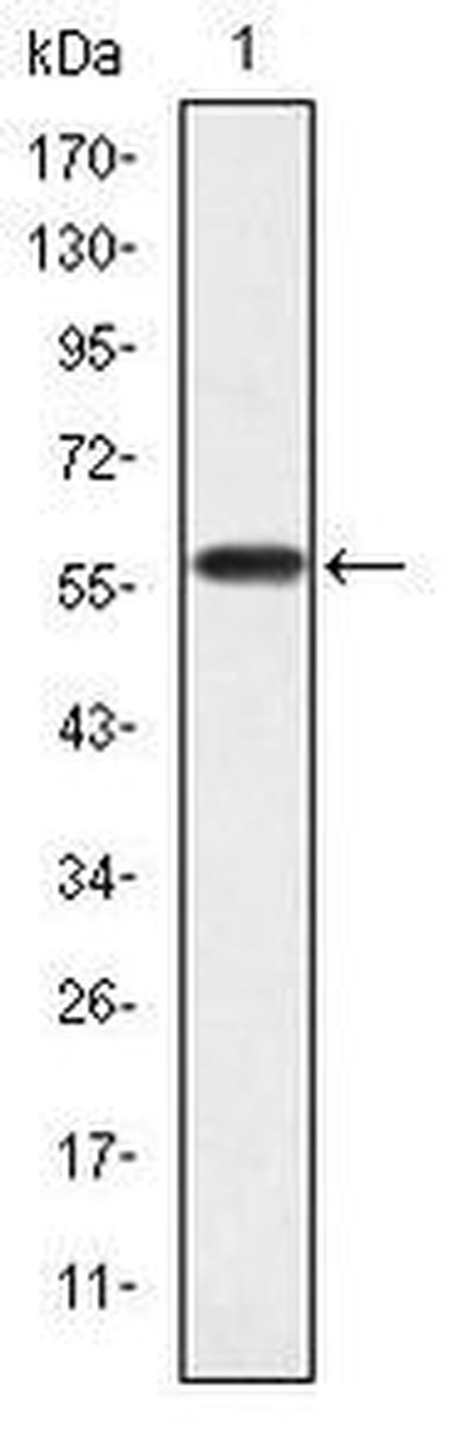 CrkL Antibody in Western Blot (WB)