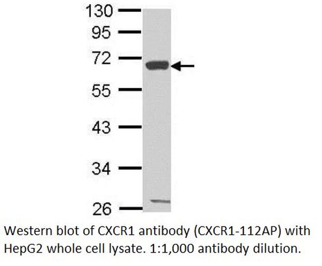 CXCR1 Antibody in Western Blot (WB)