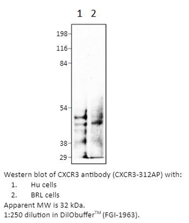 CXCR3 Antibody in Western Blot (WB)