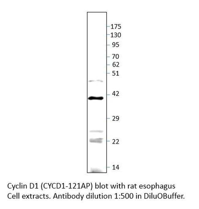 Cyclin D1 Antibody in Western Blot (WB)