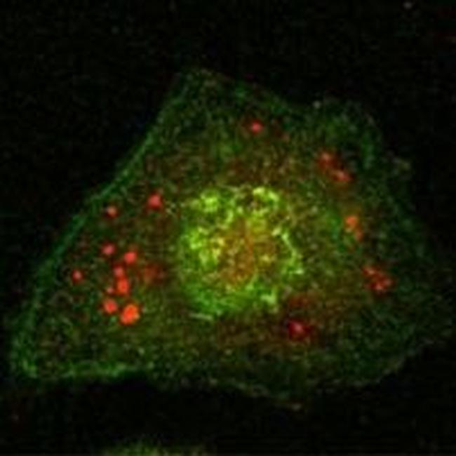 Calnexin Antibody in Immunocytochemistry (ICC/IF)