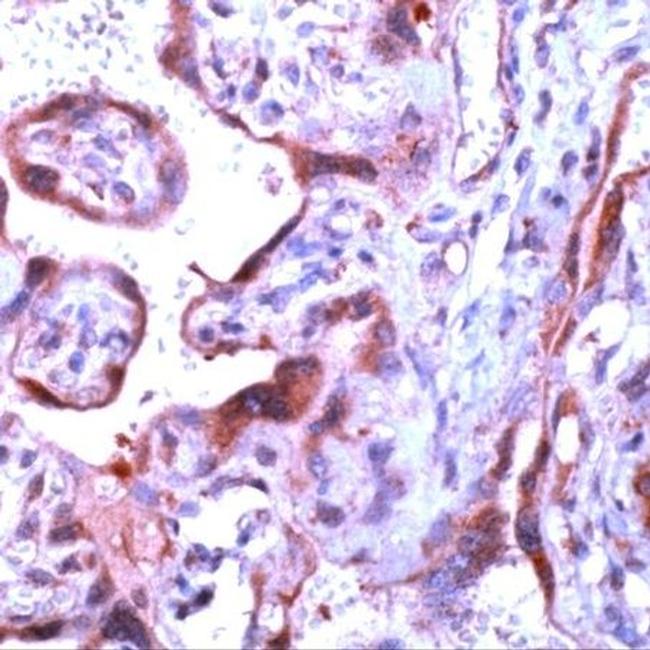 Caspase 1 Antibody in Immunohistochemistry (Paraffin) (IHC (P))