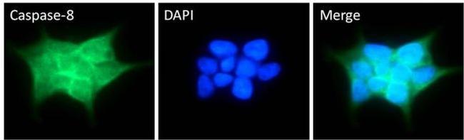 Caspase 8 Antibody in Immunocytochemistry (ICC/IF)