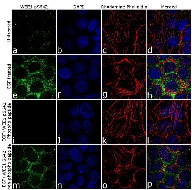 Phospho-WEE1 (Ser642) Antibody in Immunocytochemistry (ICC/IF)