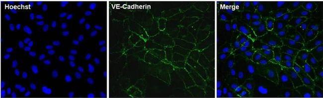 VE-cadherin Antibody in Immunocytochemistry (ICC/IF)