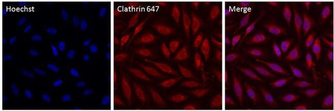 Clathrin Heavy Chain Antibody in Immunocytochemistry (ICC/IF)