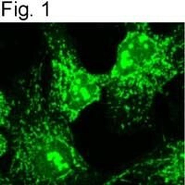 alpha COP Antibody in Immunocytochemistry (ICC/IF)