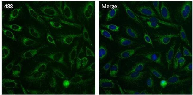 Cytochrome C Antibody in Immunocytochemistry (ICC/IF)