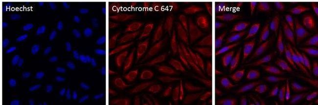 Cytochrome C Antibody in Immunocytochemistry (ICC/IF)