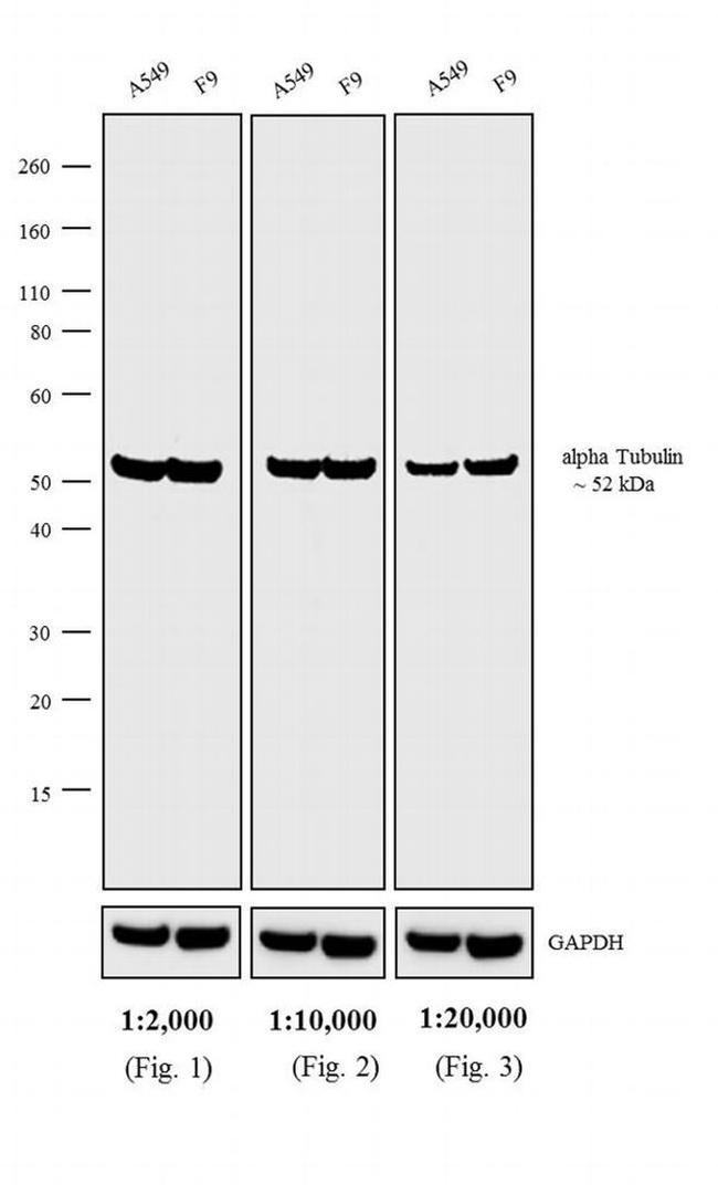 Rat IgG (H+L) Cross-Adsorbed Secondary Antibody in Western Blot (WB)