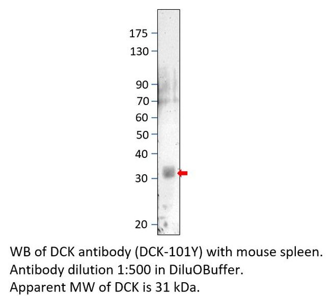 DCK Antibody in Western Blot (WB)