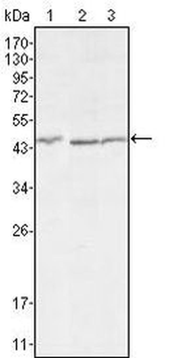 DKK3 Antibody in Western Blot (WB)