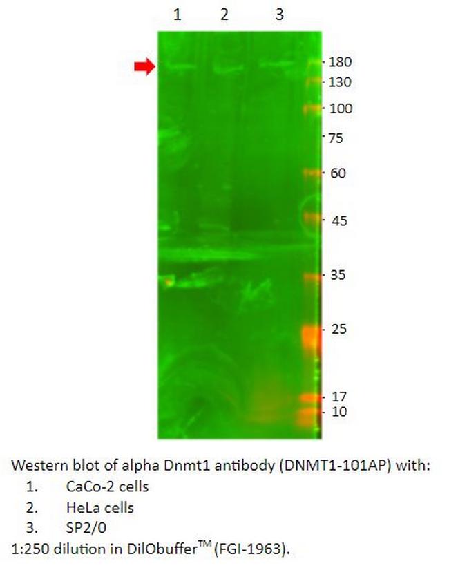 DNMT1 Antibody in Western Blot (WB)