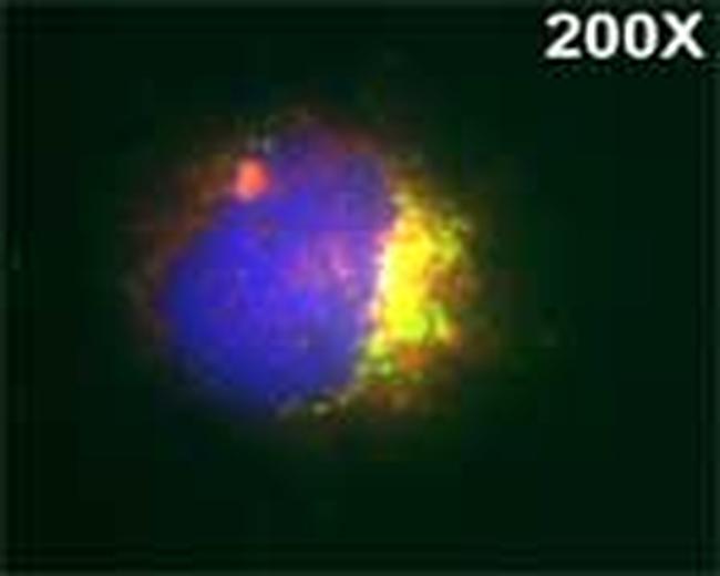 MPO Antibody in Immunocytochemistry (ICC/IF)