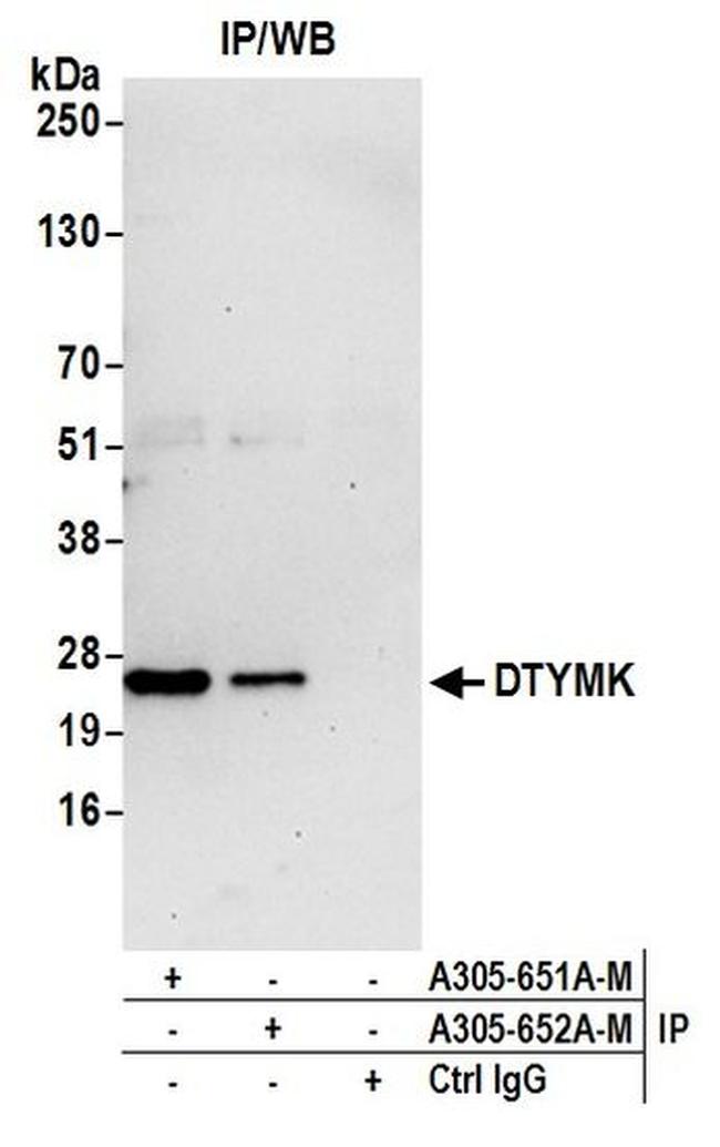 DTYMK Antibody in Immunoprecipitation (IP)