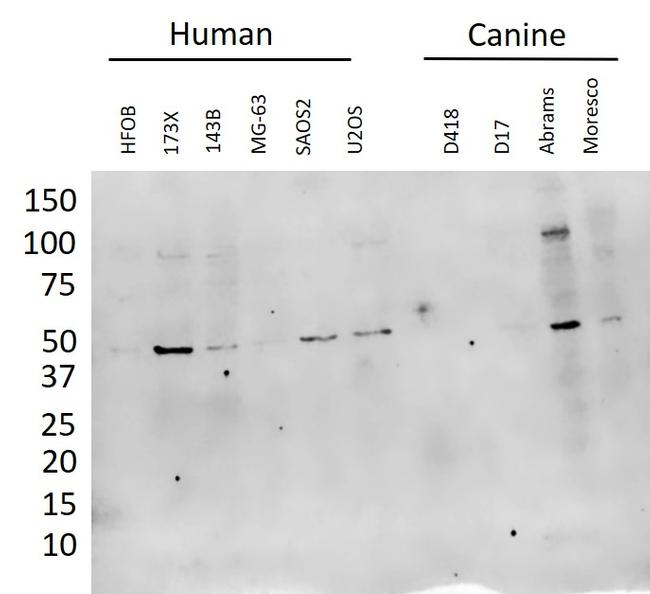 dcr-1 Antibody in Western Blot (WB)