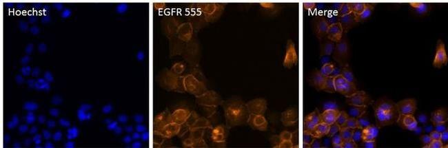 EGFR Antibody in Immunocytochemistry (ICC/IF)