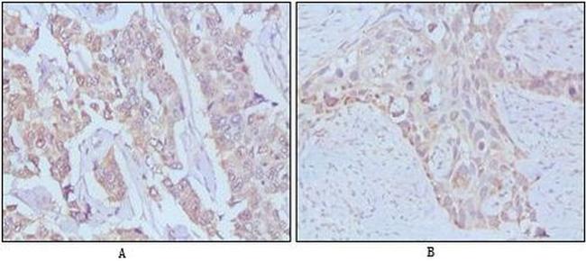 EGF Antibody in Immunohistochemistry (Paraffin) (IHC (P))