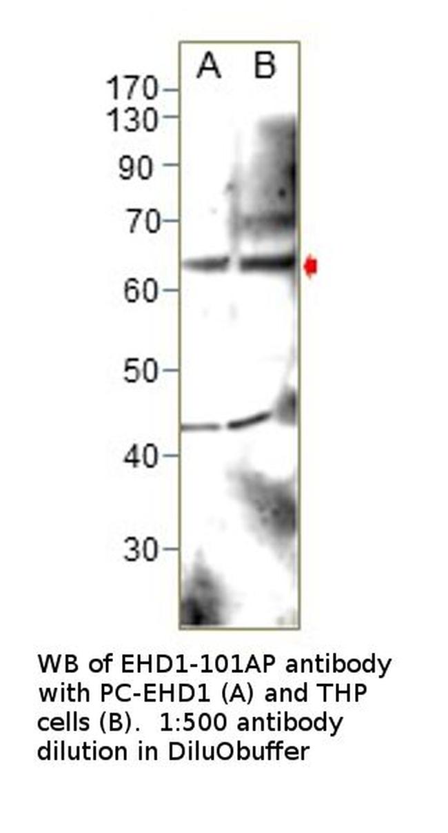 EHD1 Antibody in Western Blot (WB)