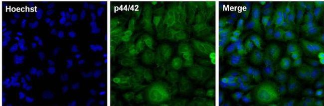 ERK1/ERK2 Antibody in Immunocytochemistry (ICC/IF)