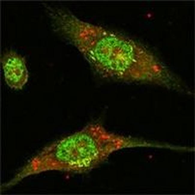 ERK2 Antibody in Immunocytochemistry (ICC/IF)