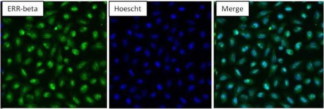 ESRRB Antibody in Immunocytochemistry (ICC/IF)