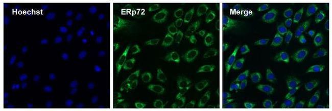 ERp72 Antibody in Immunocytochemistry (ICC/IF)