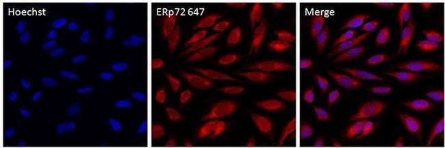 ERp72 Antibody in Immunocytochemistry (ICC/IF)