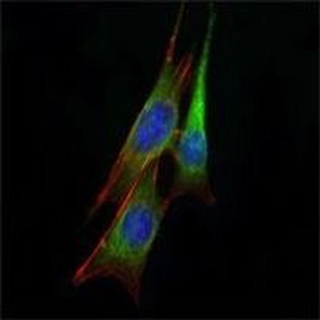 ETS1 Antibody in Immunocytochemistry (ICC/IF)