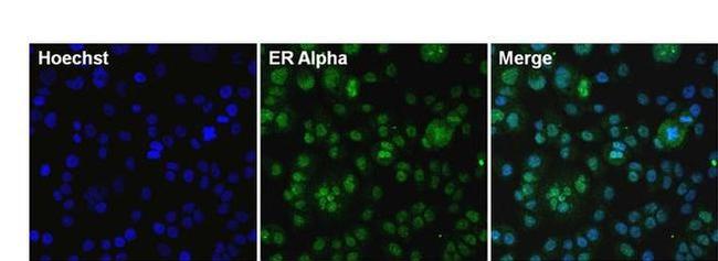 Estrogen Receptor alpha Antibody in Immunocytochemistry (ICC/IF)