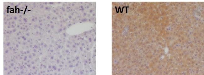 FAH Antibody in Immunohistochemistry (Paraffin) (IHC (P))