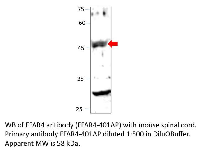 GPCR GPR120 Antibody in Western Blot (WB)