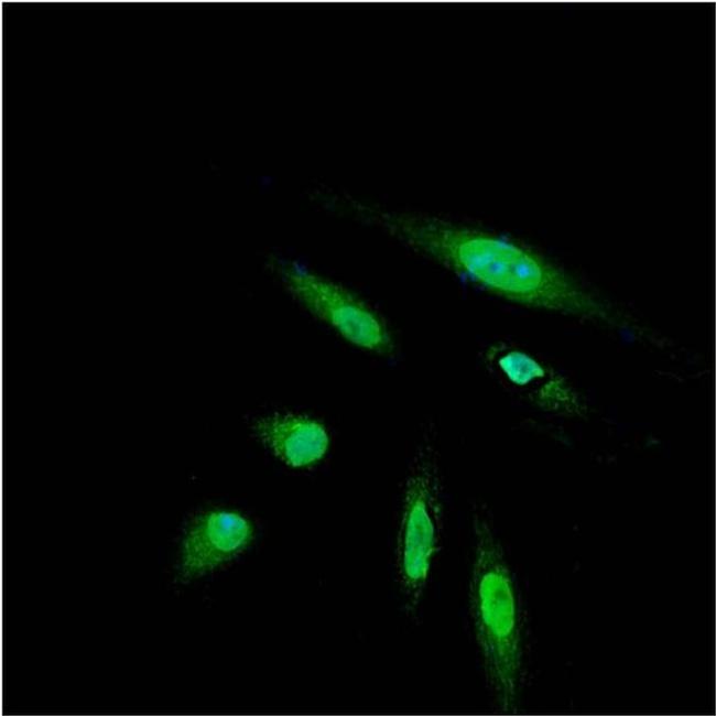 DYKDDDDK Tag Antibody in Immunocytochemistry (ICC/IF)