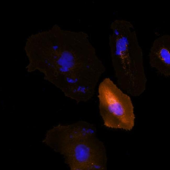 DYKDDDDK Tag Antibody in Immunocytochemistry (ICC/IF)