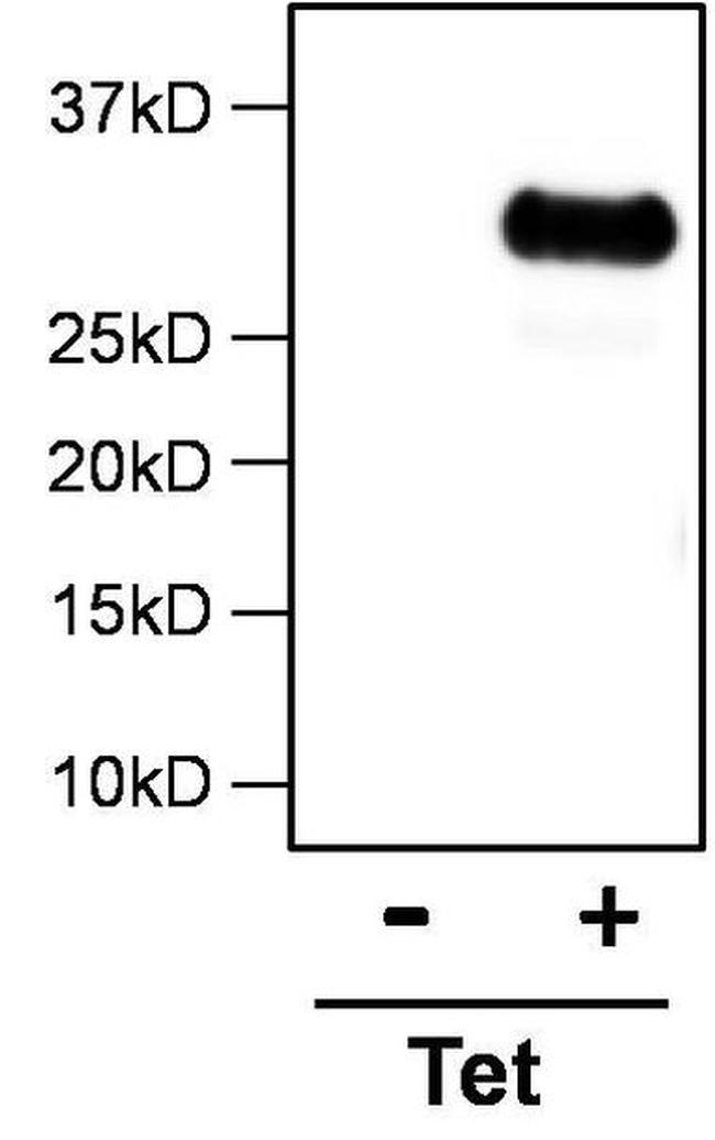 DYKDDDDK Tag Antibody in Immunoprecipitation (IP)