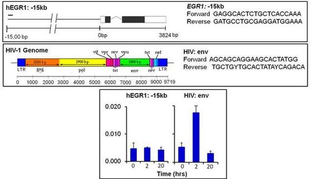 FLI1 Antibody in ChIP Assay (ChIP)