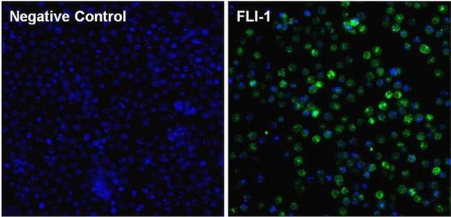 FLI1 Antibody in Immunocytochemistry (ICC/IF)