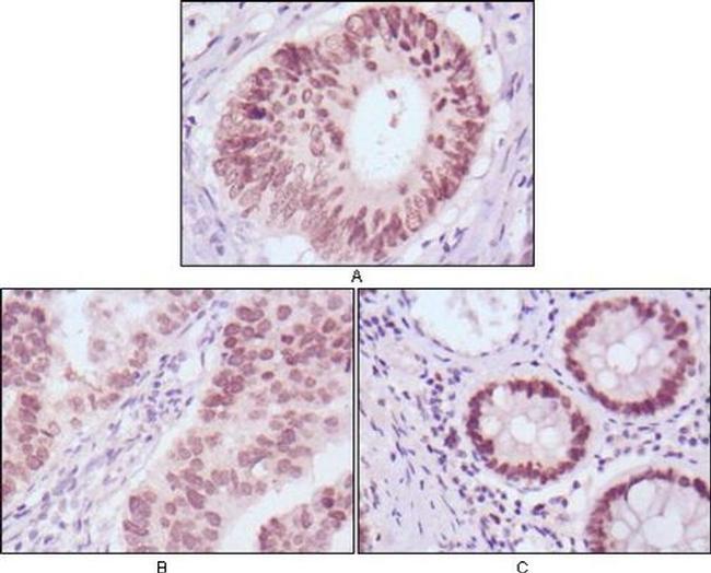 FOXA2 Antibody in Immunohistochemistry (Paraffin) (IHC (P))