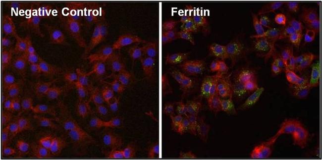 Ferritin Antibody in Immunocytochemistry (ICC/IF)