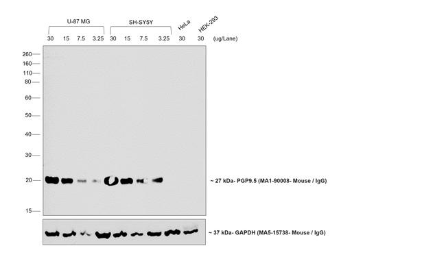 Mouse IgG (H+L) Cross-Adsorbed Secondary Antibody in Western Blot (WB)