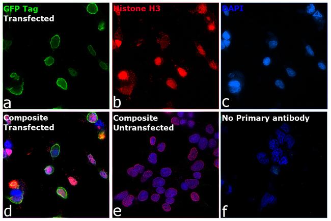 GFP Antibody in Immunocytochemistry (ICC/IF)