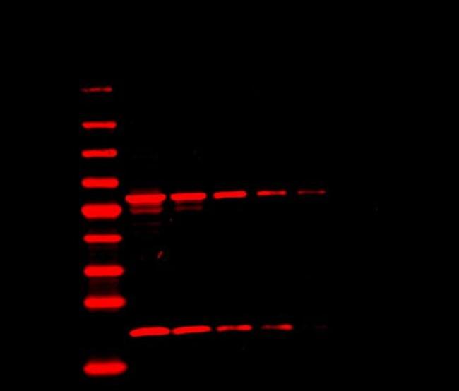 Mouse IgG (H+L) Highly Cross-Adsorbed Secondary Antibody in Western Blot (WB)