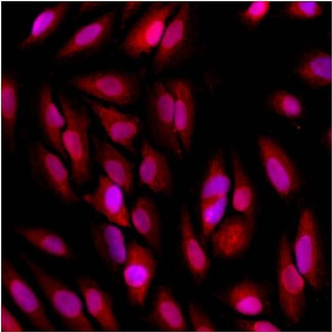 GAPDH Loading Control Antibody in Immunocytochemistry (ICC/IF)