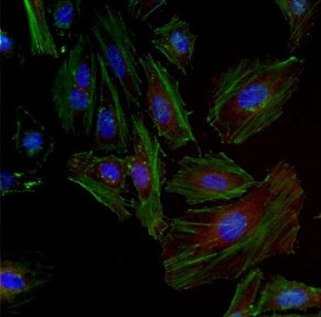 GAPDH Loading Control Antibody in Immunocytochemistry (ICC/IF)