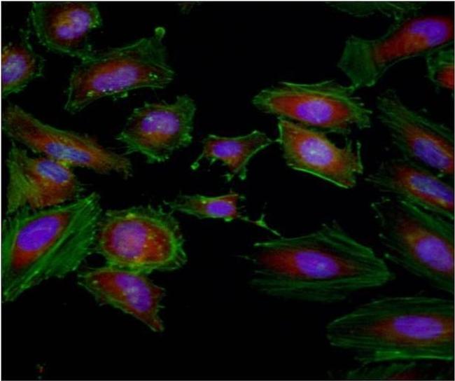 GAPDH Loading Control Antibody in Immunocytochemistry (ICC/IF)