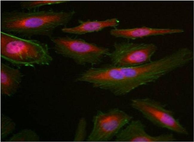 GAPDH Loading Control Antibody in Immunocytochemistry (ICC/IF)