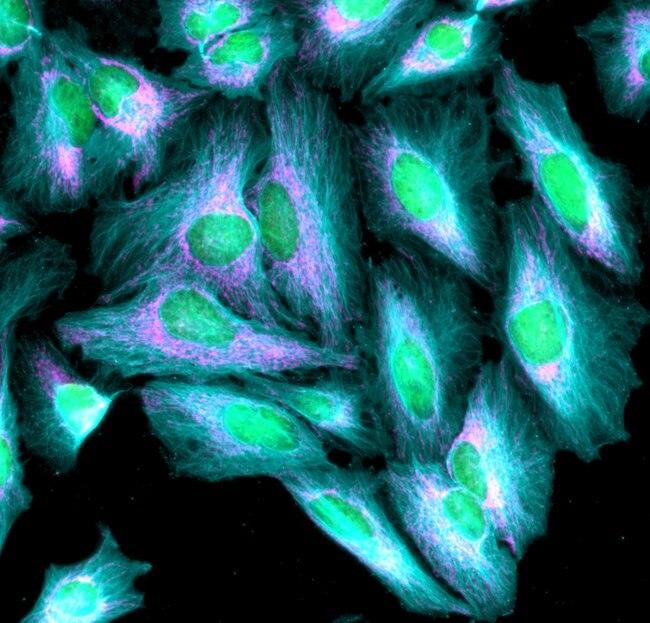 Rabbit IgG (H+L) Highly Cross-Adsorbed Secondary Antibody in Immunocytochemistry (ICC/IF)