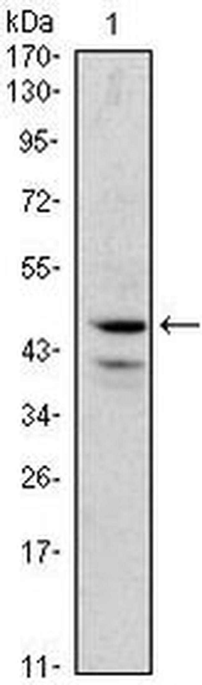 GATA1 Antibody in Western Blot (WB)