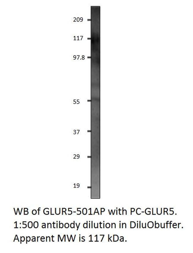 GRIK1 Antibody in Western Blot (WB)